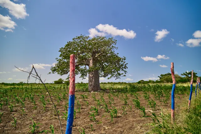 Painted survey beacons marking a plot boundary at Furaha Gardens beside a mature baobab tree