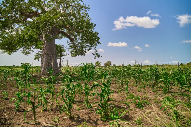 A baobab tree standing over planted maize rows at Furaha Gardens