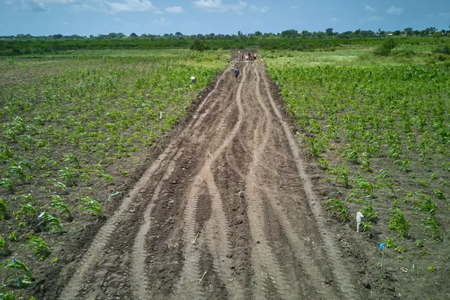 A graded access road running through Furaha Gardens with young crops either side
