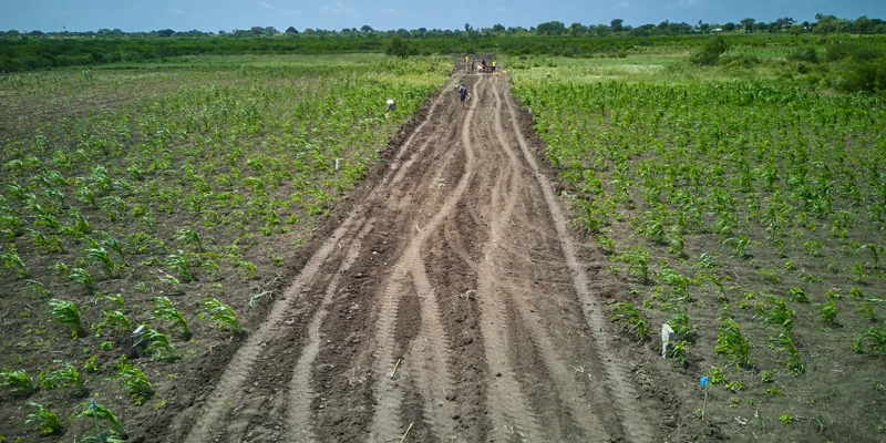 A graded access road running through Furaha Gardens, with young crops planted either side
