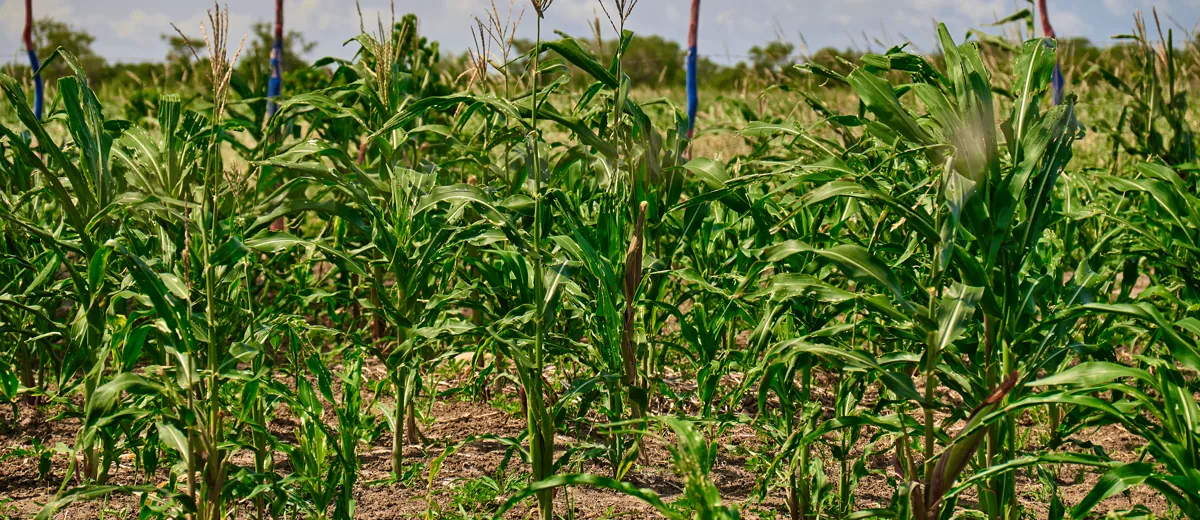 Serviced land plot for first-time buyers in Kenya